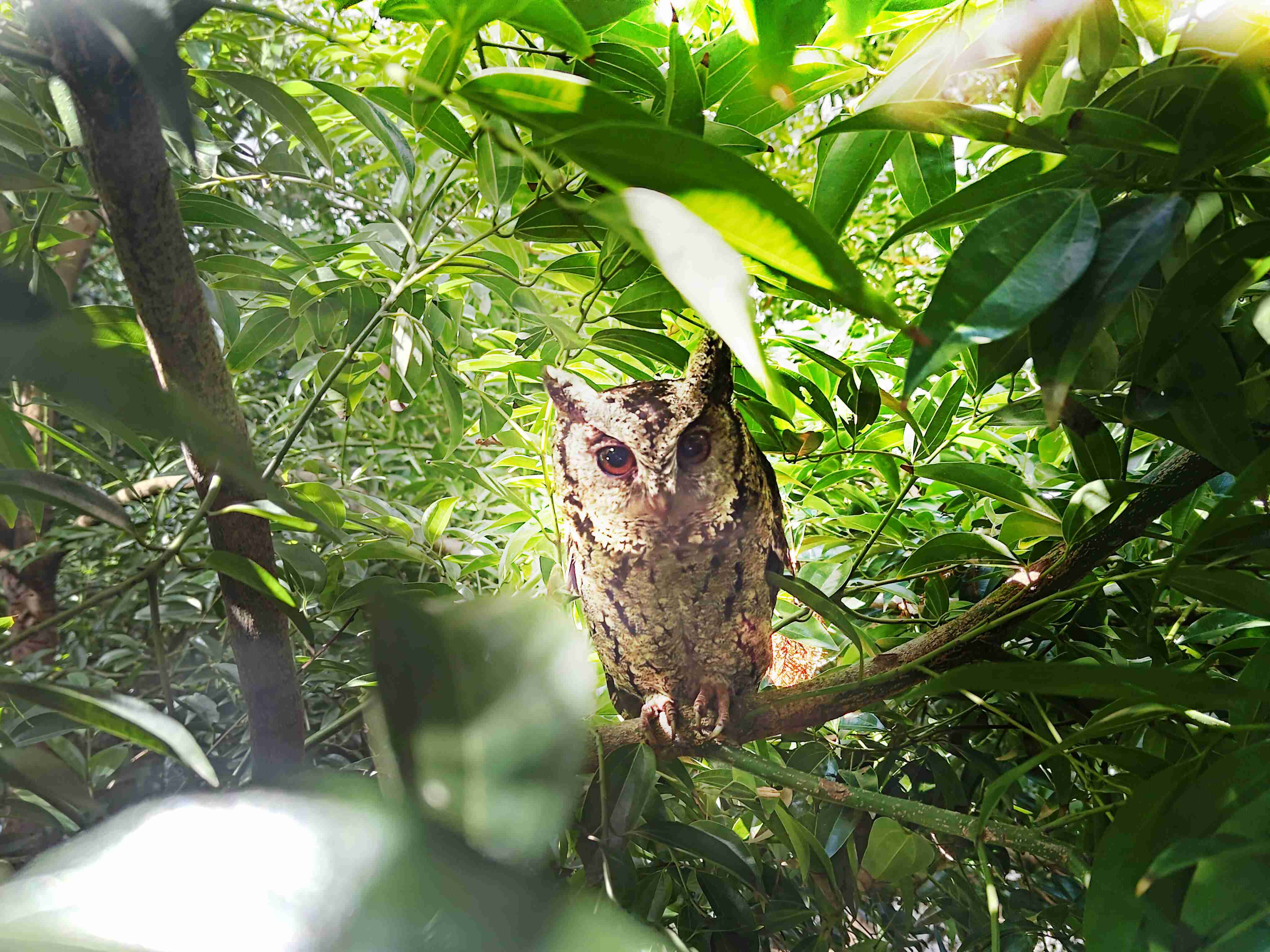 尊龙z6致力提倡净零绿生活，，16年以来在全球各厂区植树逾百万棵，，，造就各厂区树木蔚然成林，，，犹如森林工厂，，成为许多生物的栖息地